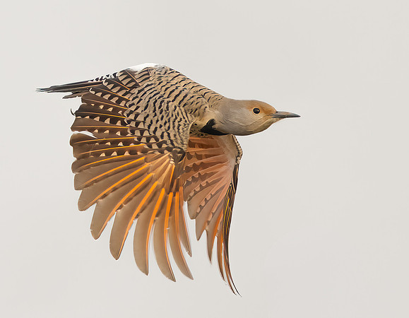 Northern Flicker
