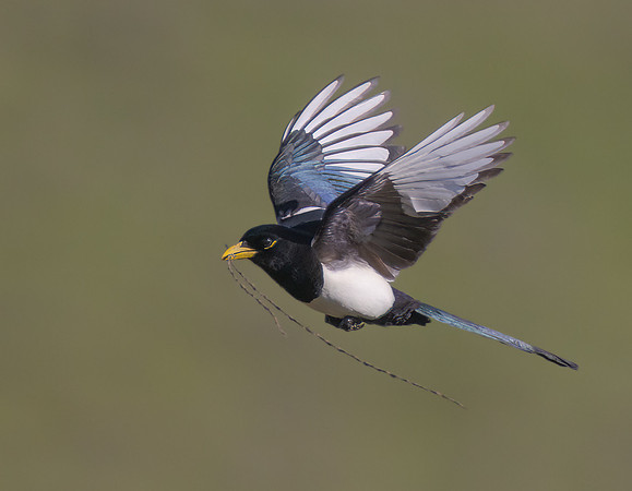 Yellow-billed Magpie