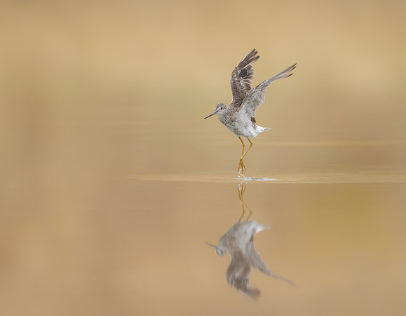 Greater Yellowlegs