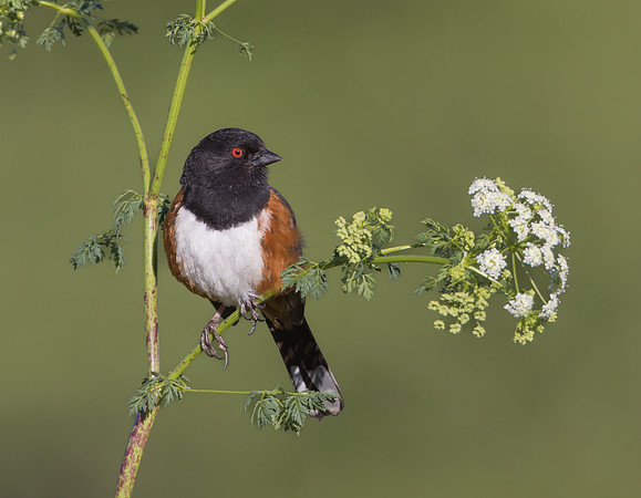 Spotted Towhee