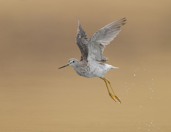 Greater Yellowlegs