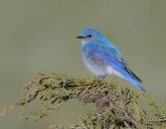 Mountain Bluebird