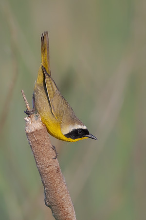Common Yellowthroat