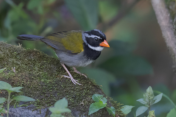 Orange-billed Sparrow