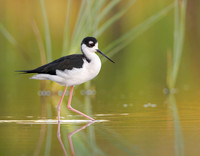 Black-necked Stilt