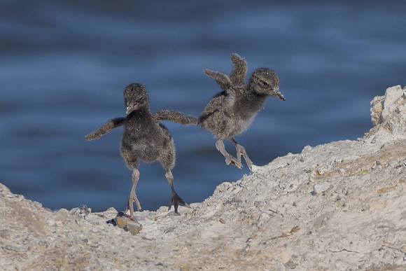 Black Oystercatcher, chicks