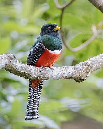 Collared Trogon