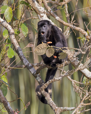 Howler Monkey