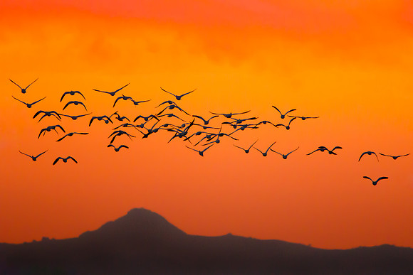 Snow Geese