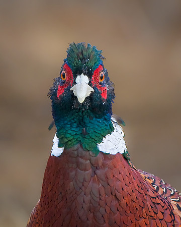 Ring-necked Pheasant