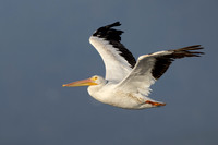 American White Pilican