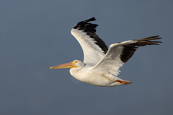 American White Pilican