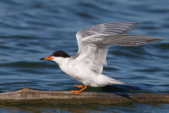 Forster's Tern, adult
