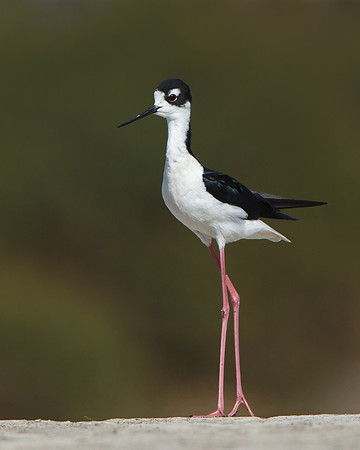 Black-necked Stilt