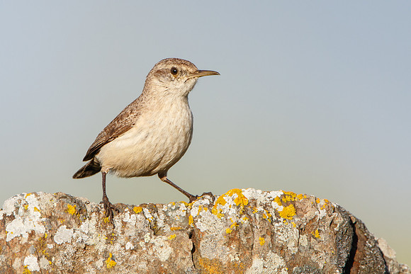 Rock Wren