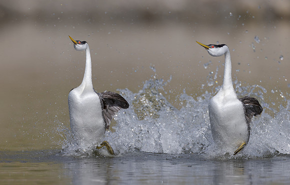 Western Grebes