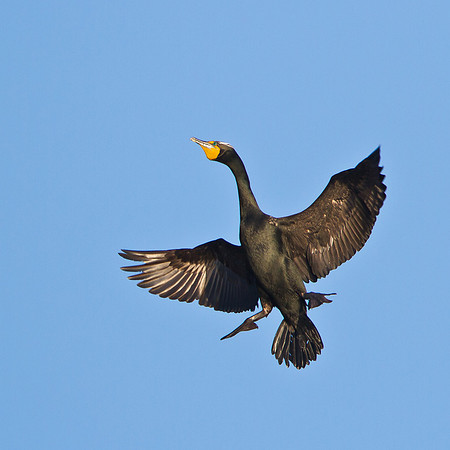 Double-crested Cormorant