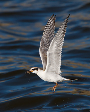 Forster's Tern, juvenile with fish