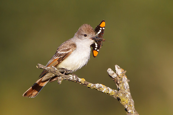 Ash-throated Flycatcher, with butterfly (California Sister)