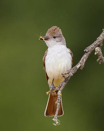 Ash-throated Flycatcher, with insect