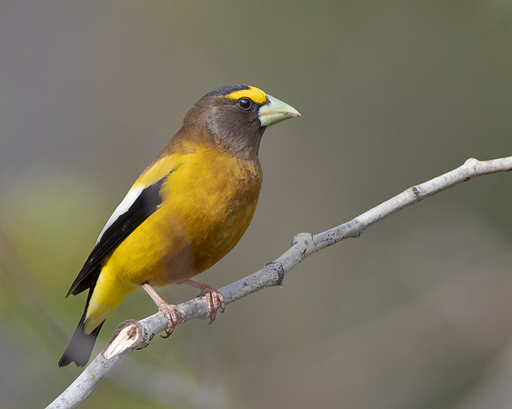 Evening Grosbeak