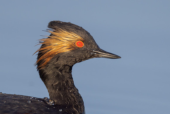 Eared Grebe
