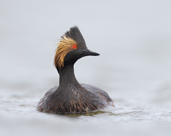 Eared Grebe