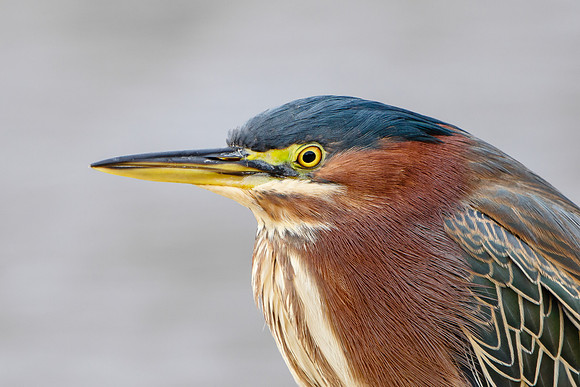 Green Heron