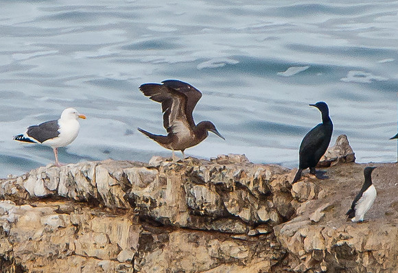 Brown Booby