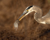 Great Blue Heron, with vole
