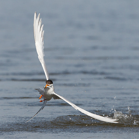 Forster's Tern, with fish
