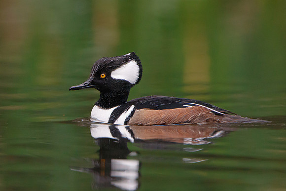 Hooded Merganser, male
