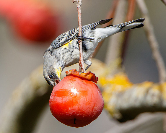 Yellow-rumped Warbler