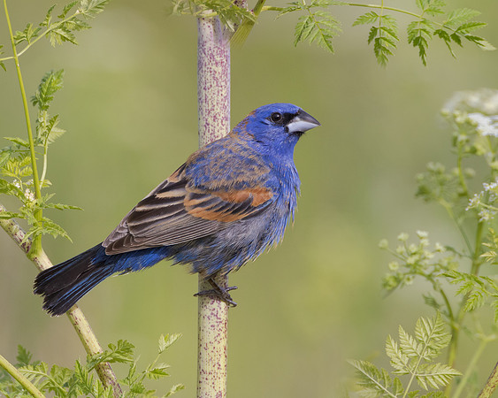 Blue Grosbeak