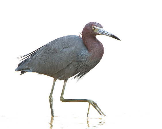 Little Blue Heron