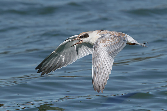 Forster's Tern, juvenile in flight