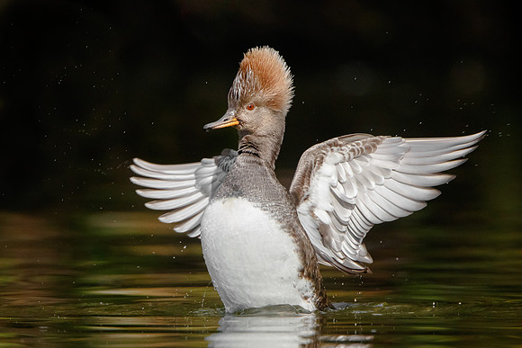 Hooded Merganser, female