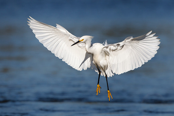 Snowy Egret in flight -- landing