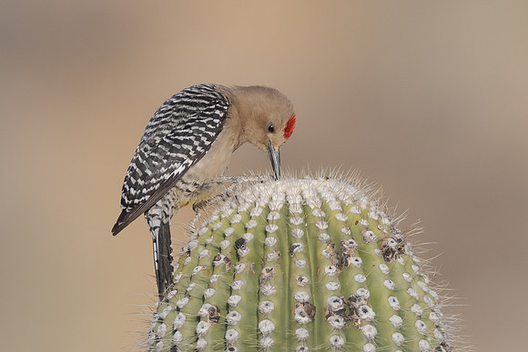 Gila Woodpecker