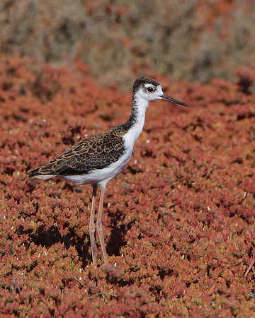 Black-necked Stilt, juvenile
