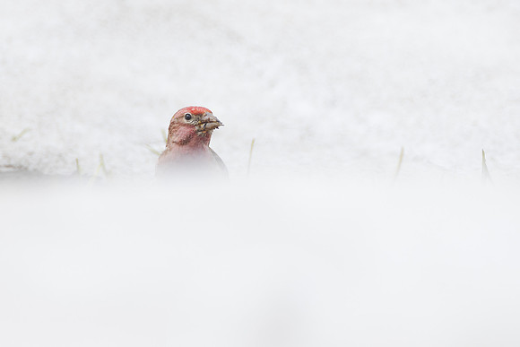 Cassin's Finch