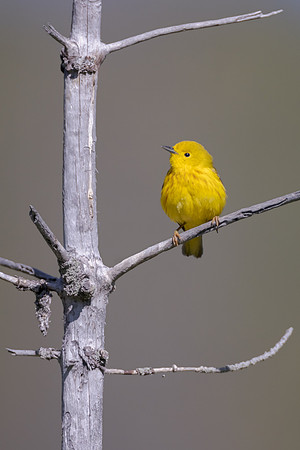 Yellow Warbler