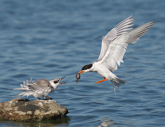 Forster's Terns, adult approaching juvenile with fish