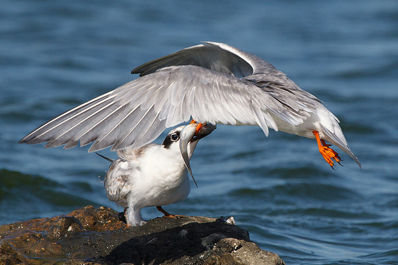 Forster's Terns, juvenile being fed by parent