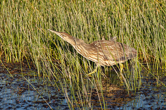 American Bittern