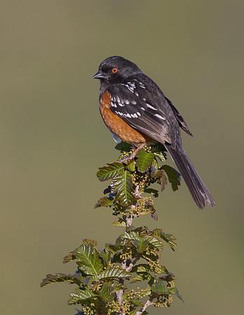 Spotted Towhee