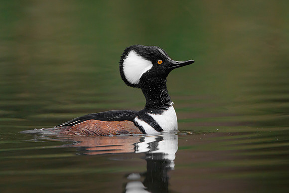 Hooded Merganser, male