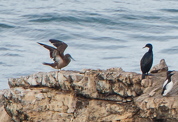 Brown Booby