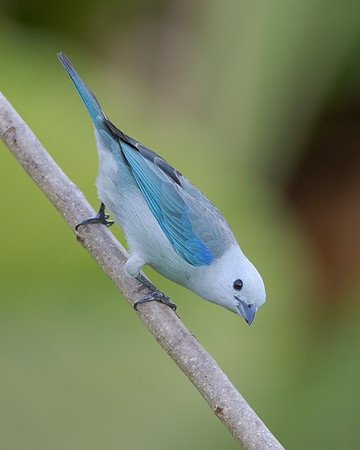 Blue-gray Tanager