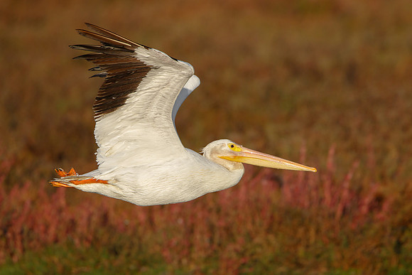 American White Pelican
